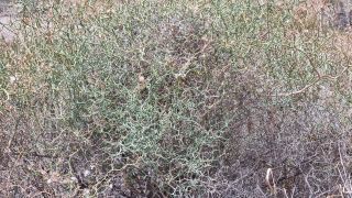 2023-04-GranCan-Ayagaures-048.jpg